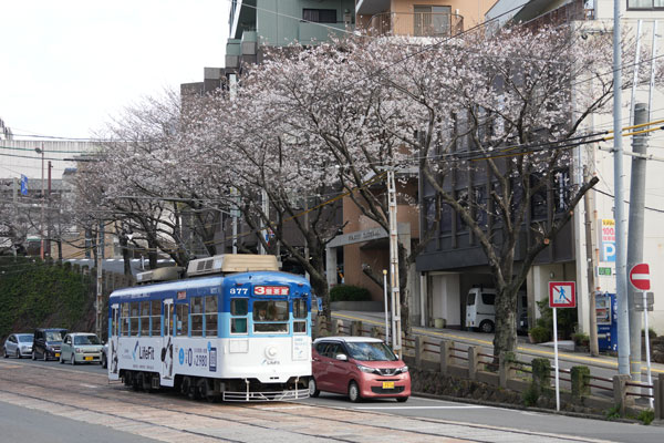 長崎電軌 370形 市役所停留場 桜