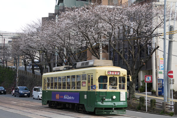 長崎電軌 300形 市役所停留場 桜