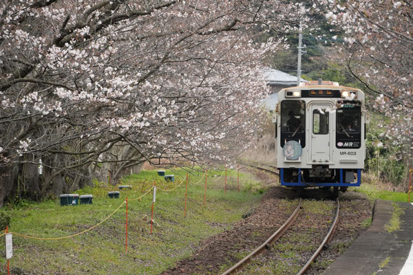 松浦鉄道 MR-600 浦ノ崎駅 桜