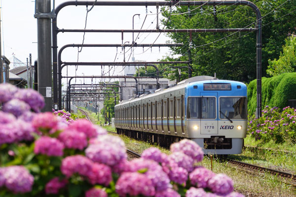 京王 1000系 紫陽花