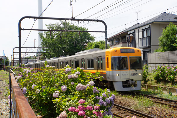 京王 1000系 紫陽花