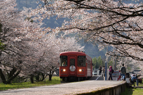樽見鉄道 ハイモ295形 谷汲口駅 桜