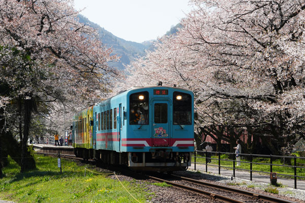 樽見鉄道 ハイモ330形 谷汲口駅 桜