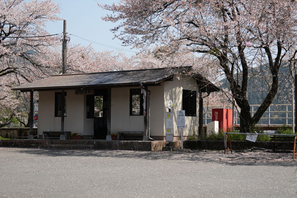 樽見鉄道 谷汲口駅 桜